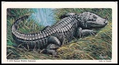 22 Alligator